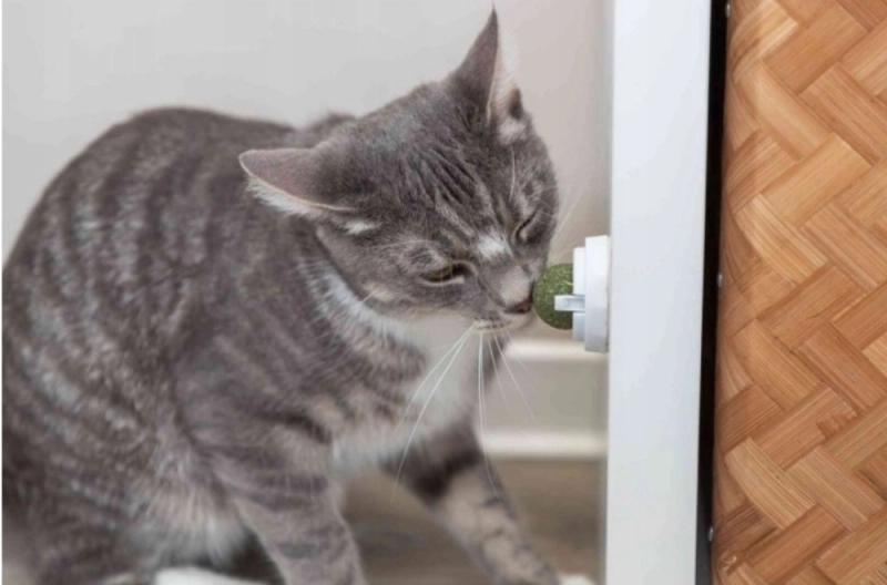 82c4a4883889637b6026500cbbb222c4