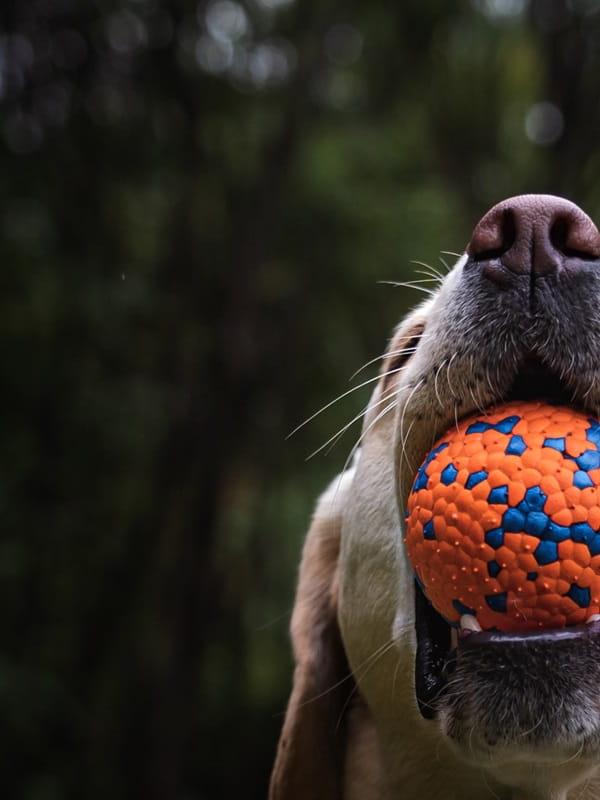 06eecff5177d3cc1885dd8f02e12699e