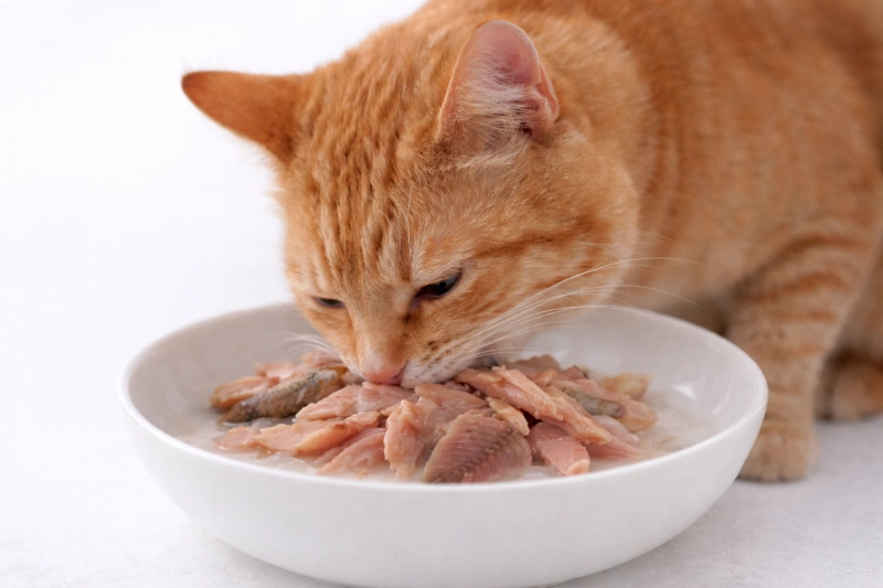 75c22e2b6afa3ce7f6894017c3f41775