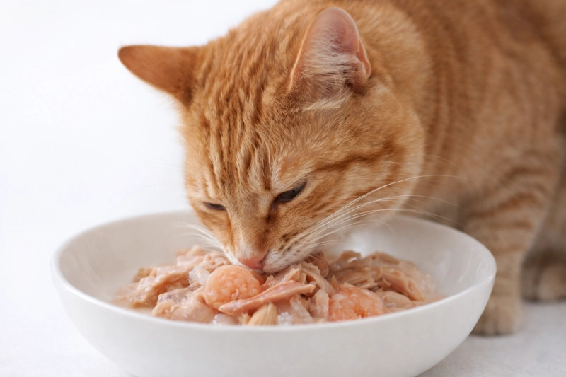 baa726cc2e8e4fcf667c24c0695c095b