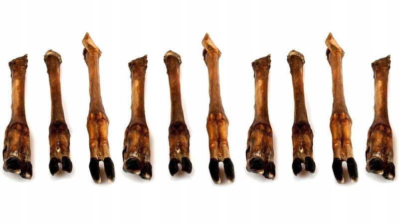 3fe0c9e8f74a04bb1f90e8b21f13c526